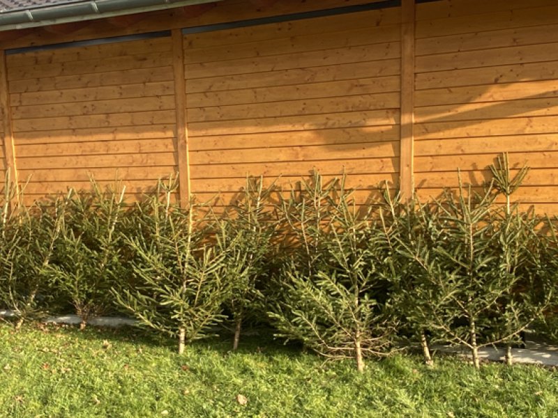 Weihnachtsbäume 2026
